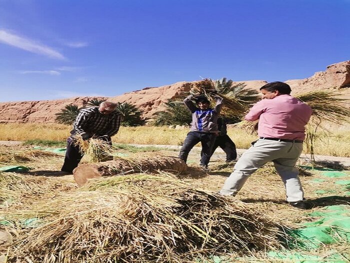 کشف شواهد ۲۰۰ هزار ساله حضور انسان در هرمزگان تا صادرات چرم ایلام به فرانسه