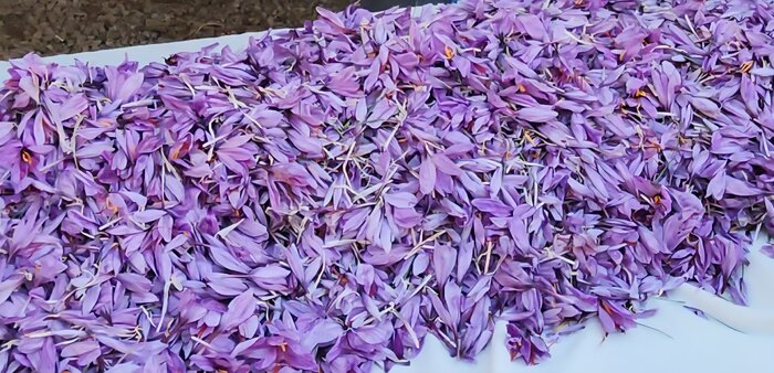 کشف معجزه طلای سرخ با دستان پژوهشگر فارسی؛ زعفران دیم در راه است