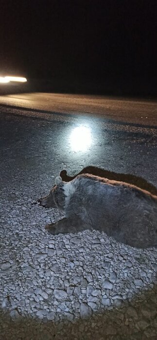 یک خرس قهوهای در سرچهان فارس قربانی جادههای ناامن و خشکسالی شد