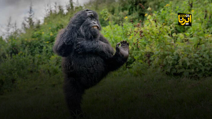 وقتی عکاسان با حیات وحش شوخی می‌کنند!