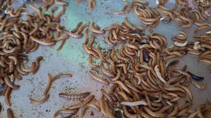 طرح منظومه روستایی؛ موتور محرک توسعه و اشتغال پایدار در کهگیلویه و بویراحمد