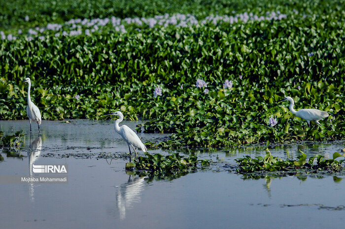 مدیرکل محیط زیست گیلان: تالاب انزلی هنوز زنده است