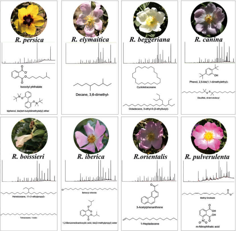 کشف یک ترکیب شیمیایی منحصر به فرد در گلبرگ رزهای وحشی ایران