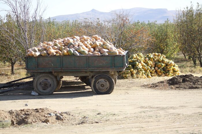قانزالی؛ دیاری که کدوحلوایی‌هایش پاییز را شیرین می‌کنند