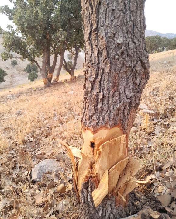 قصابی بلوطها؛ زخمهای غفلت بر تَن زاگرس