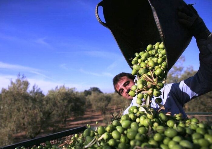 سهم اندک طلای سبز طارم در سبد صادرات غیرنفتی