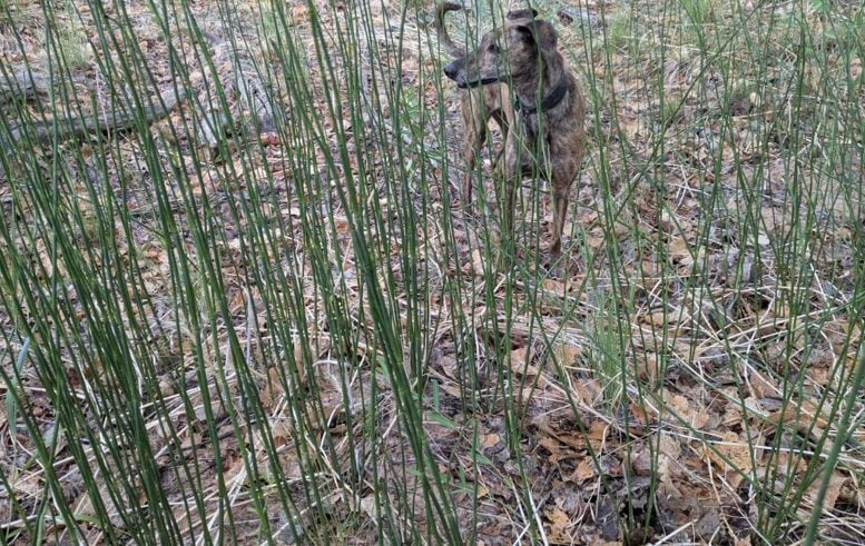 کشف راز اقلیم باستانی زمین با گیاهان ۴۰۰ میلیون ساله