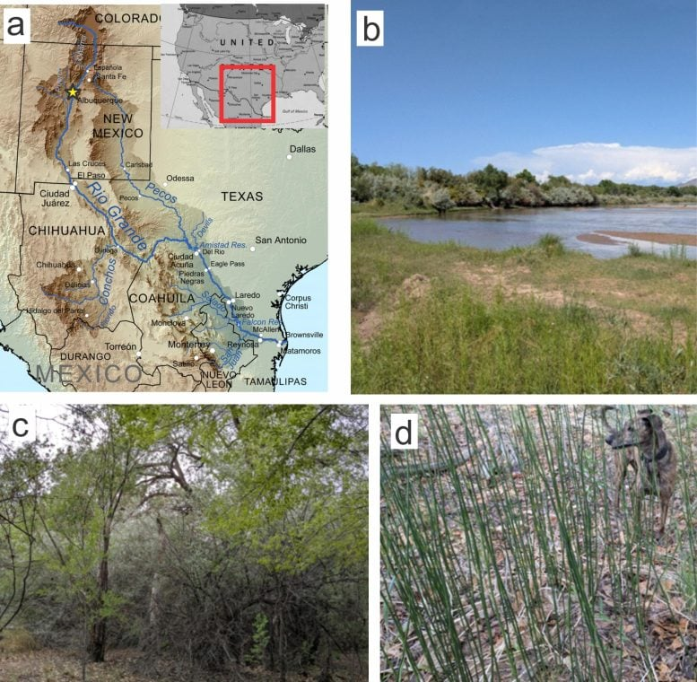 کشف راز اقلیم باستانی زمین با گیاهان ۴۰۰ میلیون ساله