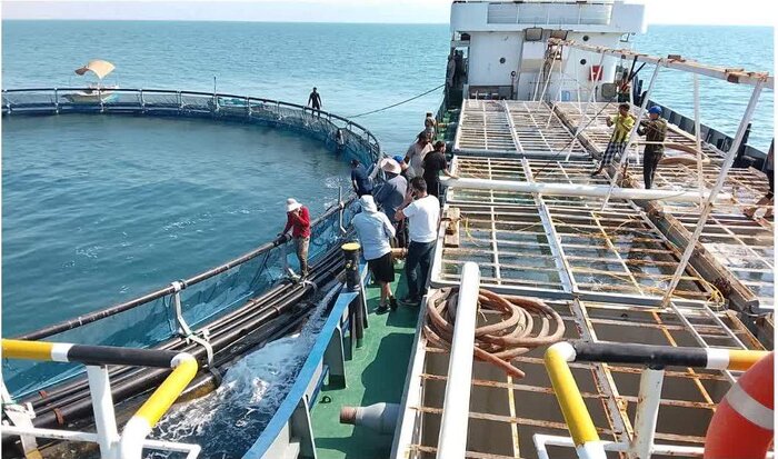 آبزی پروران بوشهری؛ پیشرو در توسعه اقتصاد دریا محور