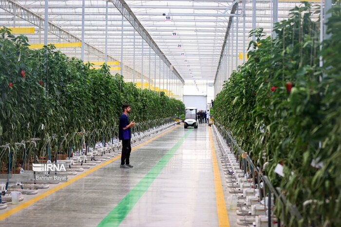 ۲۵۰ هکتار گلخانه در شهرک گلخانه‌ای مغان بهره‌برداری شد