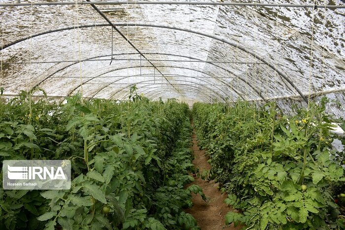 خاش؛ قطب نوظهور صادرات محصولات گلخانهای در جنوب شرق ایران