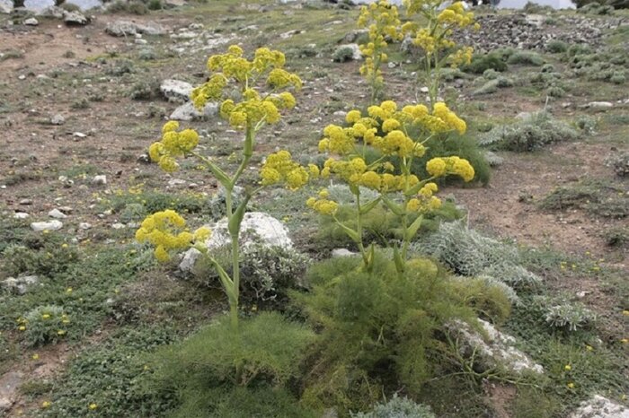 طبیعت بجنورد میروید، اقتصاد میبالد