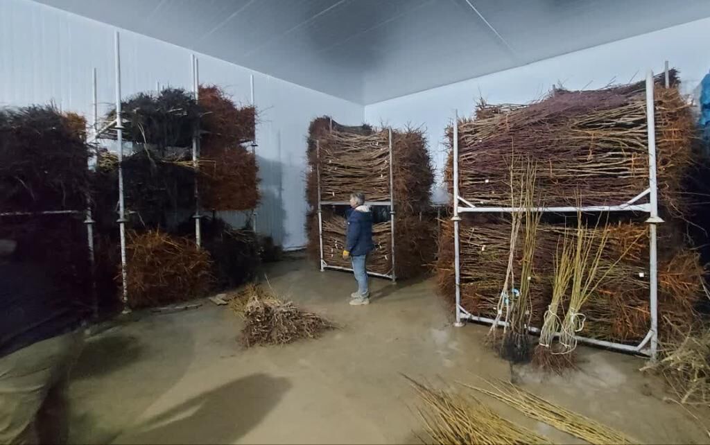 صادرات2 میلیون اصله نهال کشور؛ افزایش ظرفیت تولید داخلی