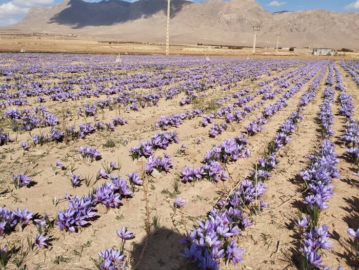 طلای سرخ امیدی نو برای کشاورزان خمین