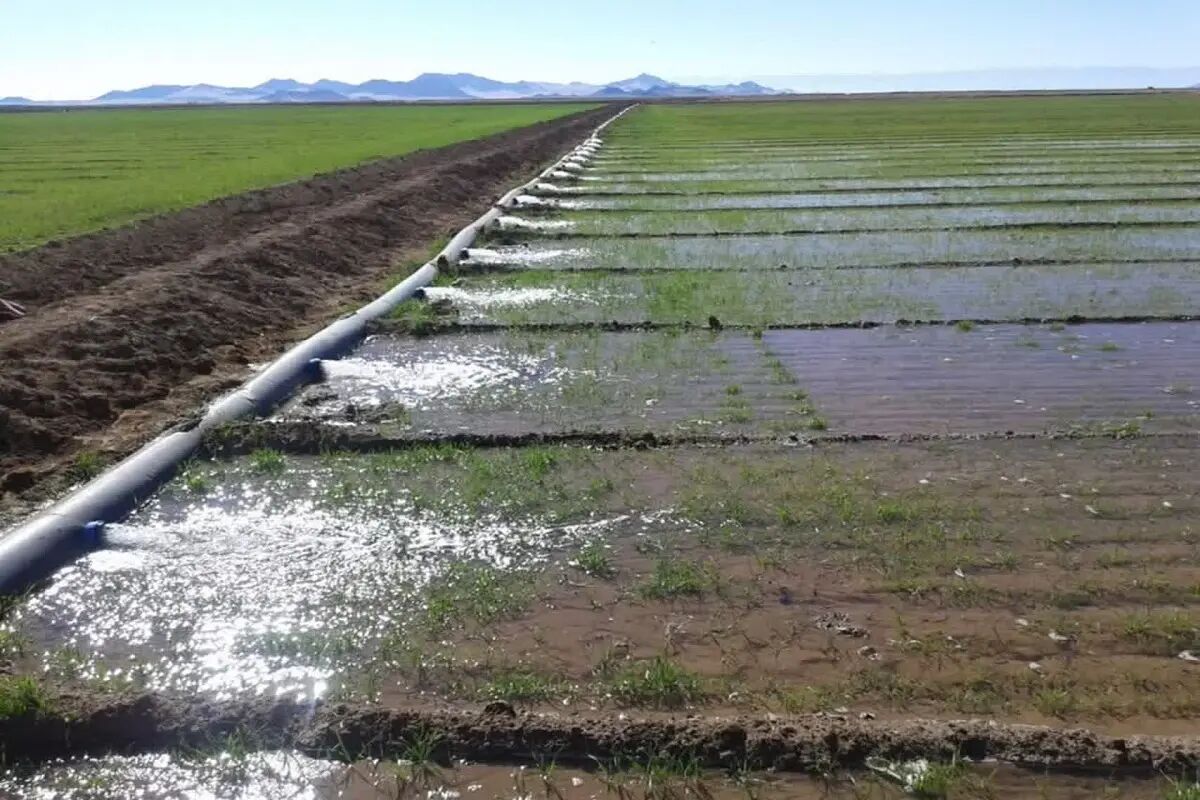 ۹۰۰ هکتار از اراضی خراسان جنوبی زیر پوشش سامانههای نوین آبیاری قرار گرفت ۹۰۰ هکتار از اراضی خراسان جنوبی زیر پوشش سامانههای نوین آبیاری قرار گرفت