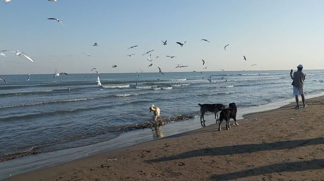 فیلم | همنشینی سگهای ولگرد با پرندگان مهاجر در ساحل نوشهر