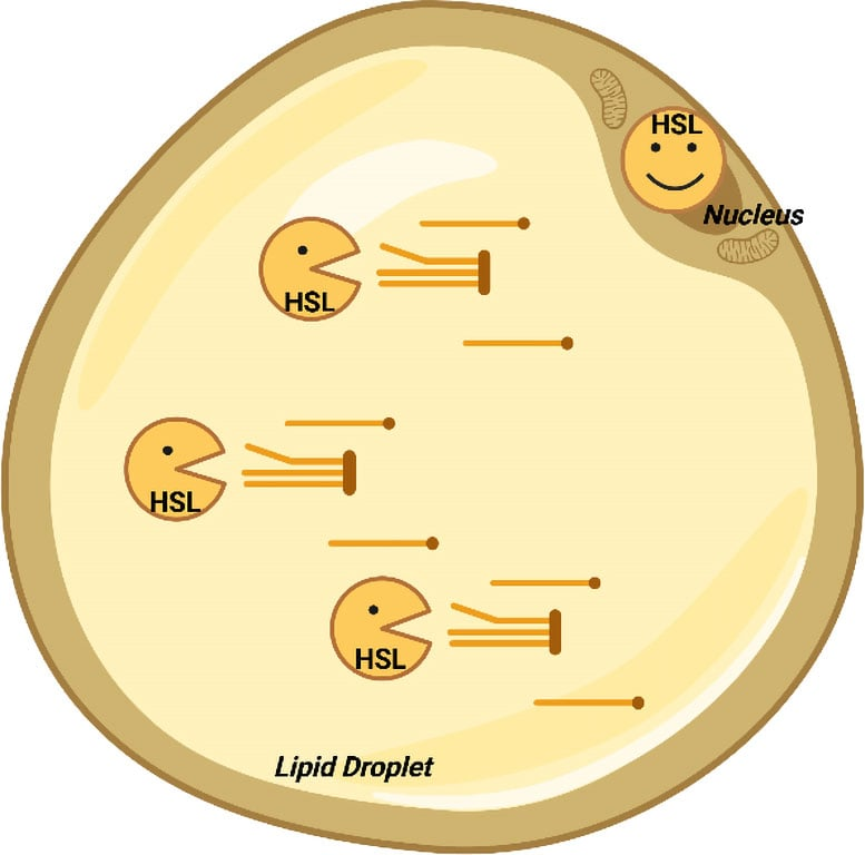 تحول در درک چاقی؛ کشف عملکرد دوگانه یک آنزیم پس از ۶ دهه