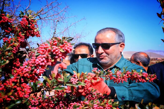 فرآوری، جان تازه‌ قطب جهانی زرشک + فیلم