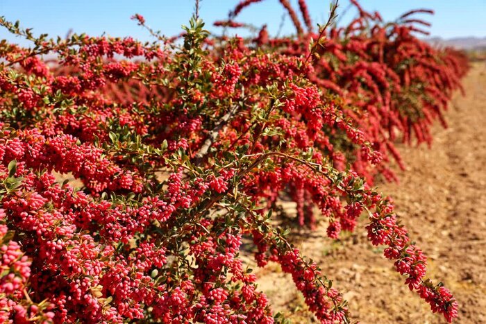 فرآوری، جان تازه قطب جهانی زرشک + فیلم