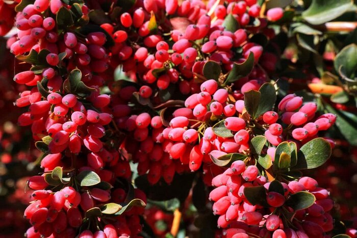 فرآوری، جان تازه قطب جهانی زرشک + فیلم