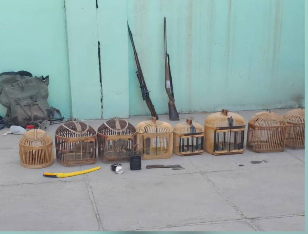 کشف لاشه ۲ راس بز کوهی و هشت قطعه کبک در کامیاران