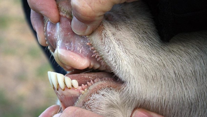 تب برفکی پشت دروازههای کرمان؛ دامها درخطرند