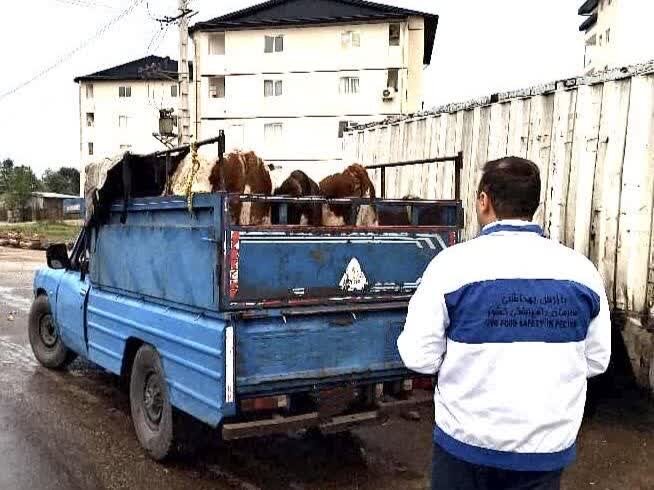 خطر شیوع سویه جدید تب برفکی در مازندران؛ دامداری‌های سنتی روزانه پایش می‌شوند