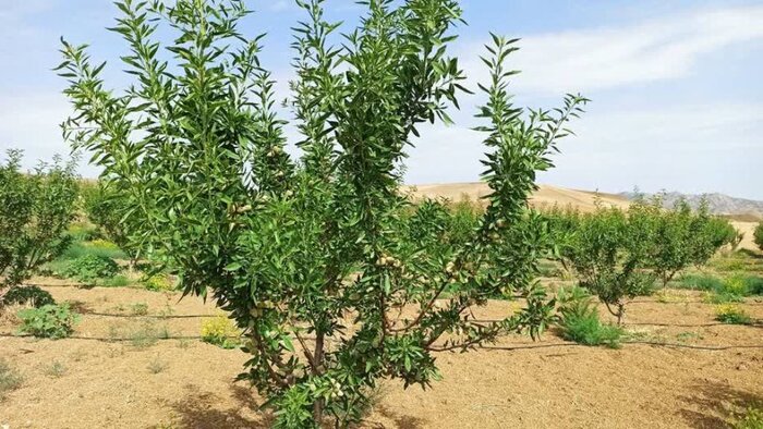 پژوهشگر وزارت جهاد کشاورزی: انتخاب نهال باید متناسب با آب هوا باشد