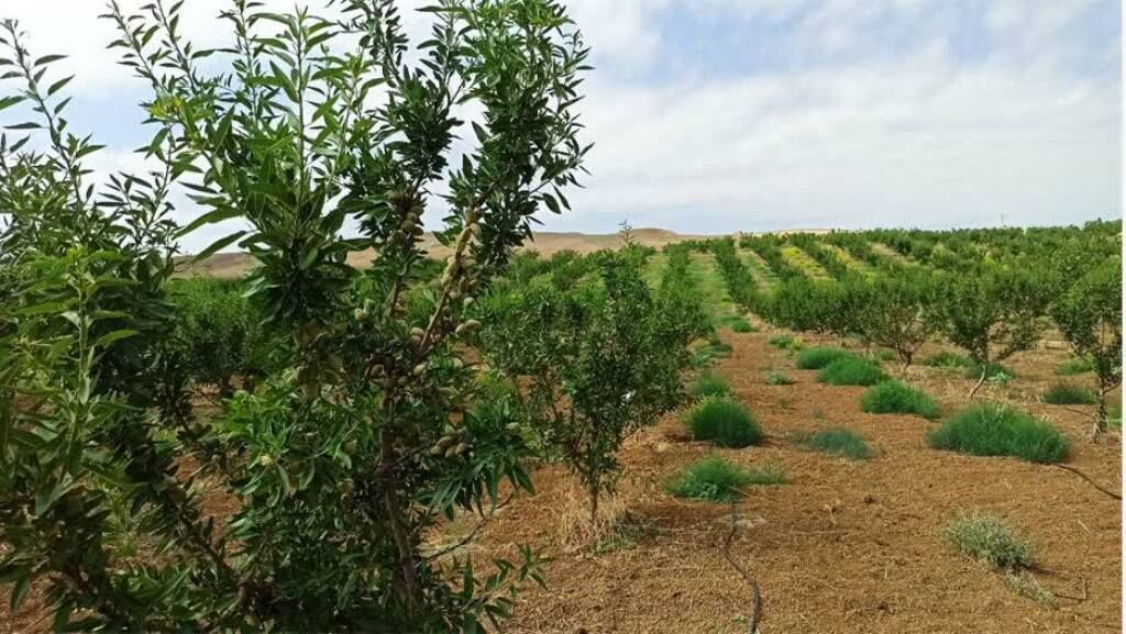 زنده‌مانی ۷۸ درصدی نهال‌ها در طرح مردمی «کاشت یک میلیارد درخت»