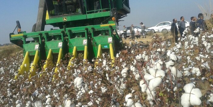 طلای سفید فارس در چنبره دلالان؛ رویای پنبهکاران بر باد میرود؟