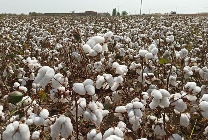 طلای سفید فارس در چنبره دلالان؛ رویای پنبهکاران بر باد میرود؟