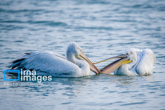 سیریک؛ نگینی پنهان در نوار ساحلی مَکُران