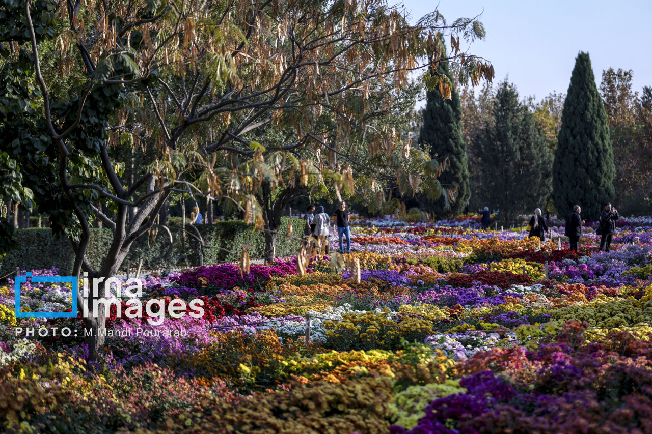 В Тегеране проходит фестиваль хризантем