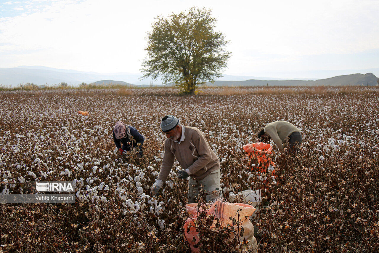 طلای سفید فارس در چنبره دلالان؛ رویای پنبه‌کاران بر باد می‌رود؟