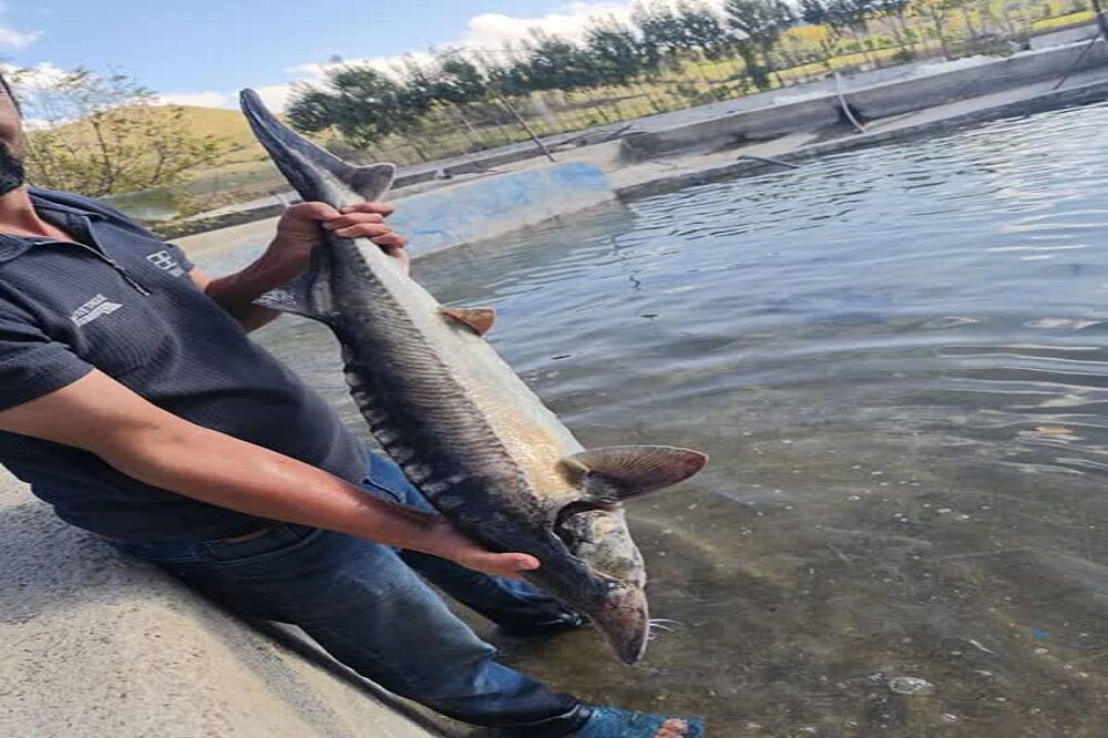 استحصال ۱۴۵ کیلوگرم خاویار در خراسان رضوی