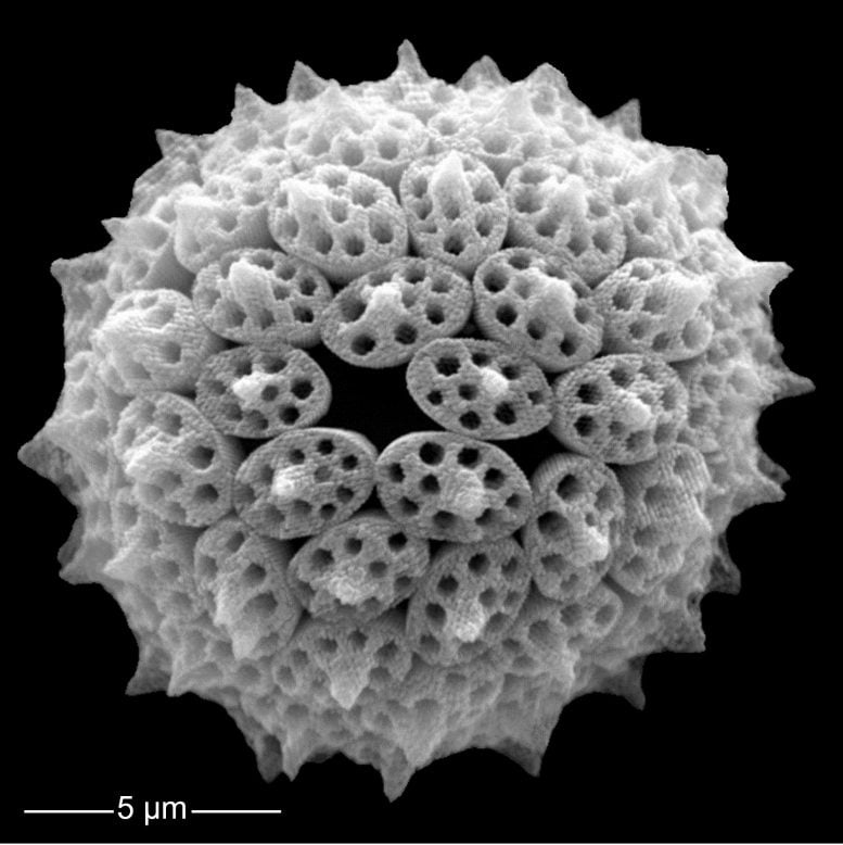 پلانکتونهای آهکیساز؛ قهرمانان نادیده گرفته مبارزه با تغییرات اقلیمی
