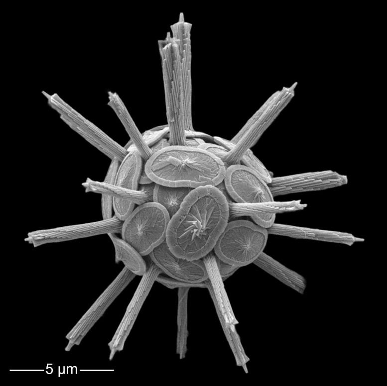 پلانکتونهای آهکیساز؛ قهرمانان نادیده گرفته مبارزه با تغییرات اقلیمی