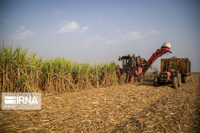 نیشکر؛ محرک توسعه پایدار در خوزستان با اشتغال ۲۶ هزار نفری