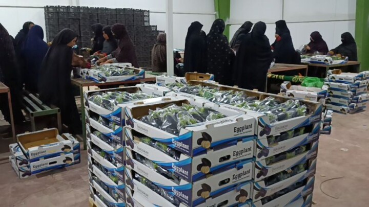 خاش؛ قطب نوظهور صادرات محصولات گلخانه‌ای در جنوب شرق ایران