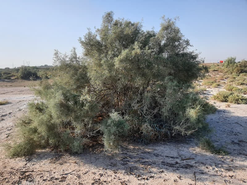 پژوهشگر خوزستانی: مهار بیابانزایی خوزستان تنها با سپرهای سبز بومی ممکن است پژوهشگر خوزستانی: مهار بیابانزایی خوزستان تنها با سپرهای سبز بومی ممکن است