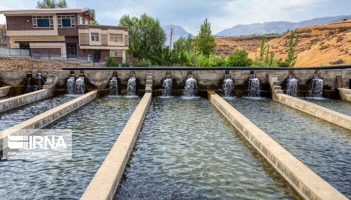 کشاورزی نهاوند در دام خامفروشی؛ ثروتی که از دست میرود