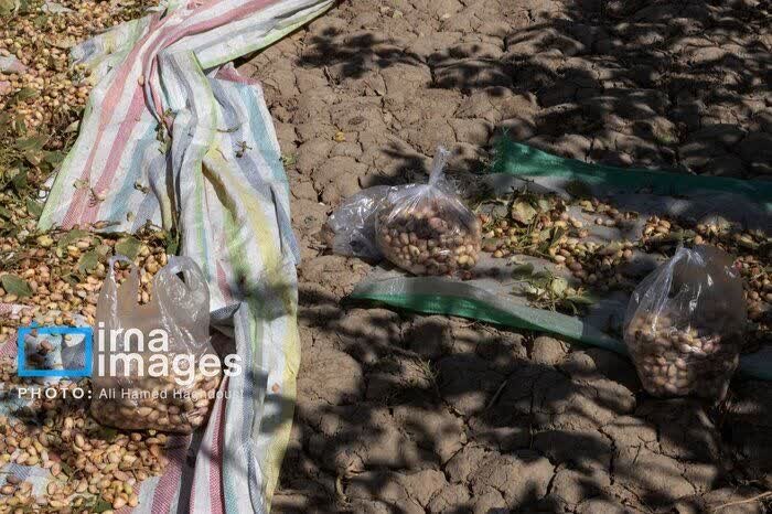 کشاورزی نهاوند در دام خام‌فروشی؛ ثروتی که از دست می‌رود