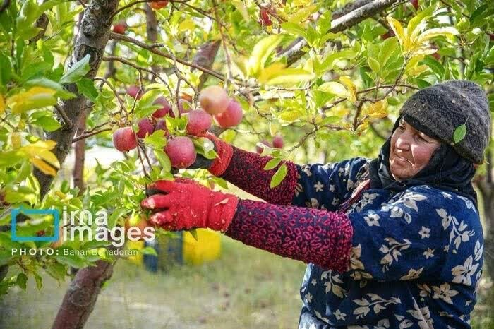 کشاورزی نهاوند در دام خام‌فروشی؛ ثروتی که از دست می‌رود