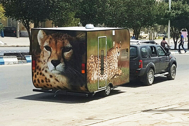 مردی که خانه‌اش را فروخت تا ناجی یوزپلنگ باشد + فیلم