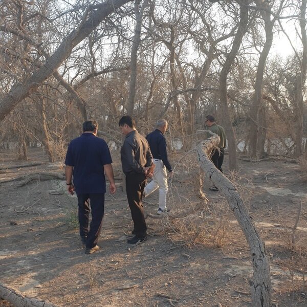 رویشگاه ژنتیکی آکاسیا آلبیدا منحصربه فرد کشور در معض تهدید جدی