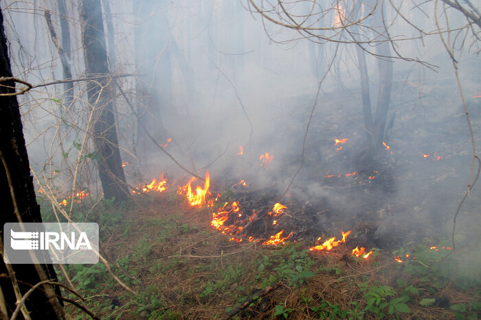 نفس جنگل های هیرکانی به شماره افتاد