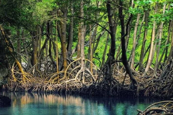 سفر به وارمی؛ جزیرهای که با جزر و مد زندگی میکند