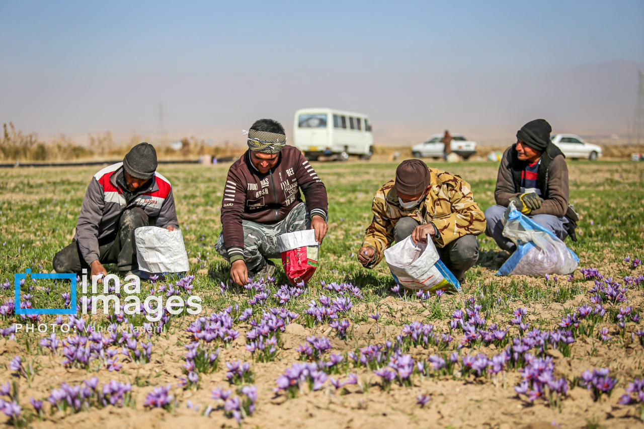 کشت طلای سرخ در حاشیه دریاچه ارومیه؛ شکوفایی اقتصاد محلی در شمال‌غرب ایران