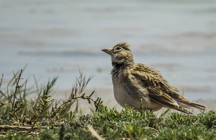 زمینهای کلزای خراسانشمالی؛ مزرعه یا تالار پذیرایی چکاوکها؟