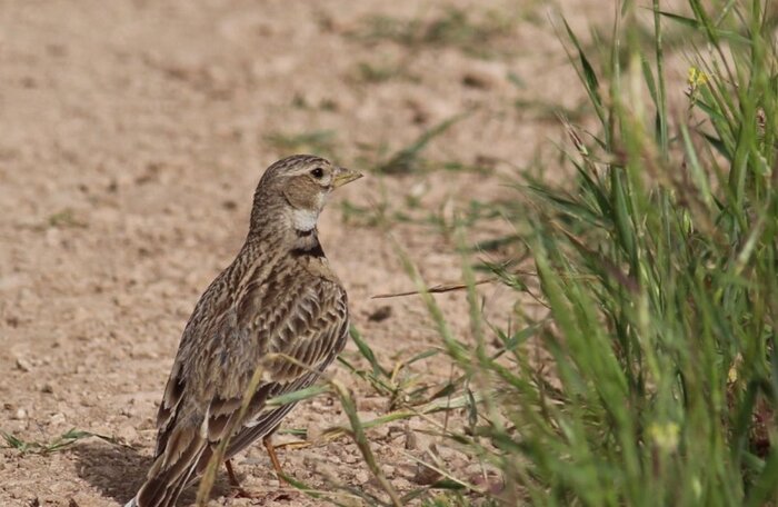 زمینهای کلزای خراسانشمالی؛ مزرعه یا تالار پذیرایی چکاوکها؟